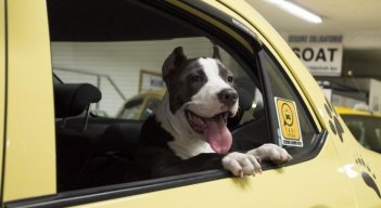 Cúcuta se posiciona como un referente en Colombia en la implementación de políticas públicas que benefician tanto a los animales como a la sociedad en general./ Fotos: Cortesía / La Opinión 
