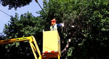 Alcaldía empendió el plan de poda de árboles/Foto Stefany Peñaloza/La Opinión