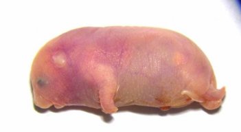 Raton-cromosoma-x