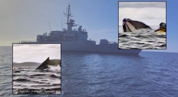 Video ballena jorobada 