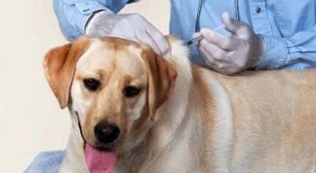 La Unidad Fija de Esterilización ha avanzado en un 90 por ciento. / Foto: Archivo.