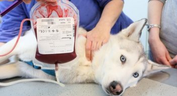 Banco de sangre para animales. / Foto: Cortesía / La Opinión