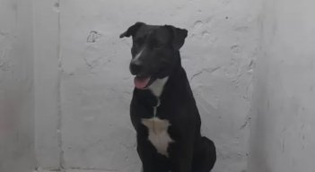 Perro abusado. 
