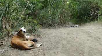 Perro-Abandonado