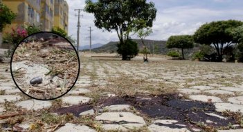 Asesinato Cormoranes