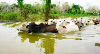 Vacas.png