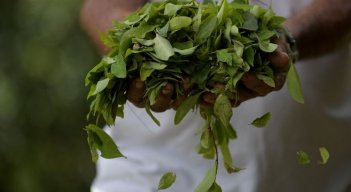 Hoja de coca