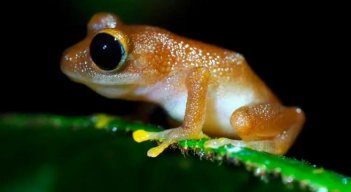 La misteriosa desaparición del 67% de los anfibios en una reserva natural en Nariño preocupa a los científicos