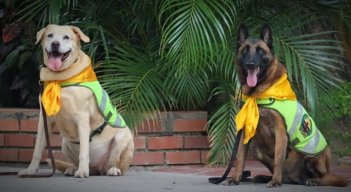 Nika y Estrella perritas policías