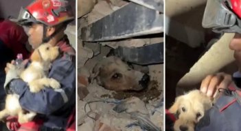 ANIMALES RESCATADOS EN VENEZUELA 