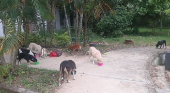 Perros - El Zulia