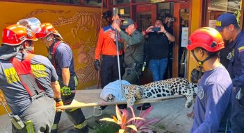 Escapó jaguar que había sido rescatado en la Universidad Nacional sede Amazonia