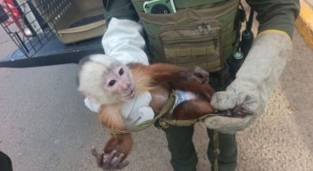 Recuperaciones Policía Ambiental - Cúcuta