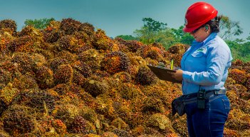 La producción nacional anual de aceite de palma es de 1.9 millones de toneladas, según datos de Fedepalma. /  Foto archivo