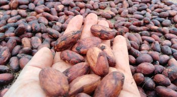 Cacao. / Foto: archivo