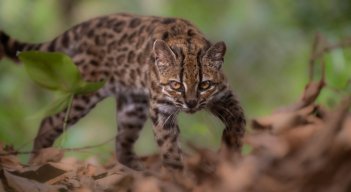 gato-tilcayo-nueva-especie-felino-bolivia