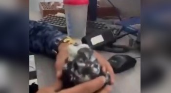 Paloma fue entrenada para llevar dos cargadores a una cárcel de Santander