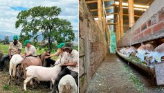 Productores ovinos y caprinos. / Foto: cortesía